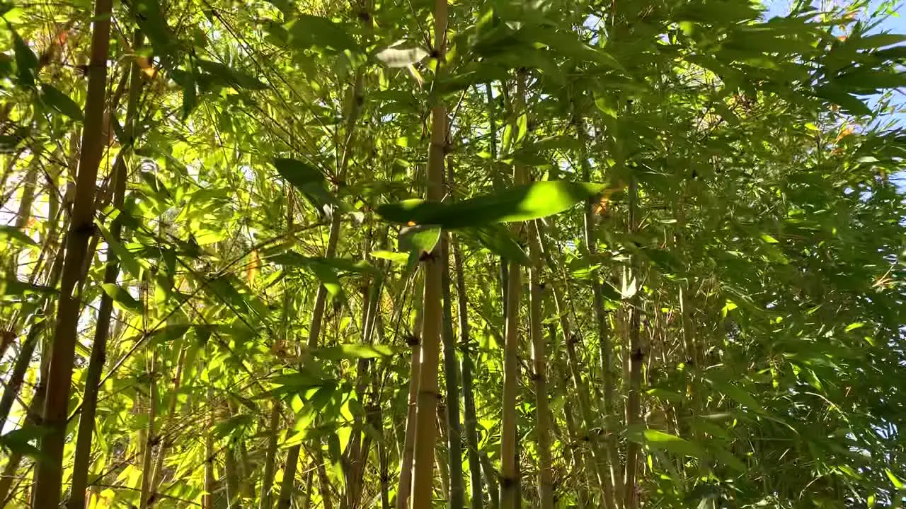 A meditative environment with tall green bamboo trees giving the body and mind peace love and tranquility