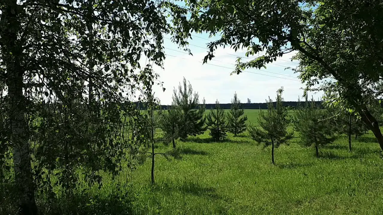 A young pines on a sunny summer day