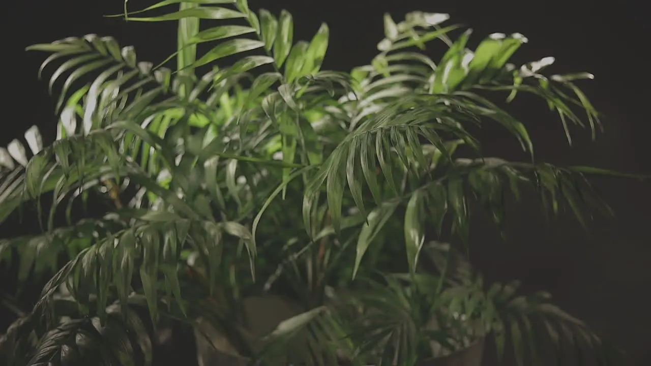 An Indoor Palm Plant Being Hit By Wind In A Studio Black Background Close Up