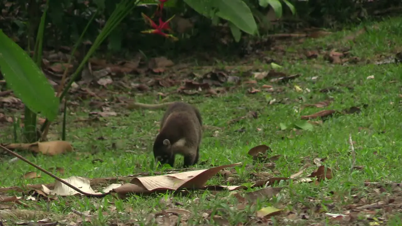 A furry adorable Coati sniffing for food on the grass Wide shot