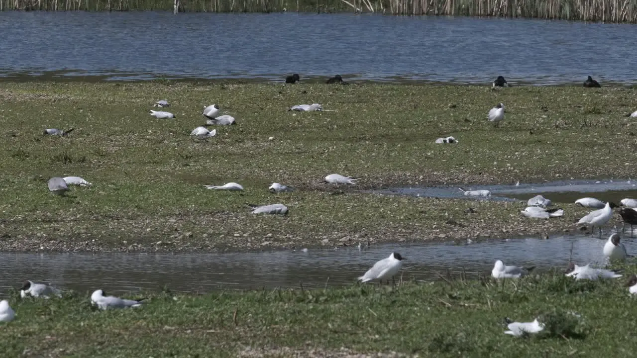 Bird Flu Dead Black-Headed Gulls Slow Motion