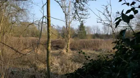 Panning Shot Past Bush Looking at Open Woodland Area