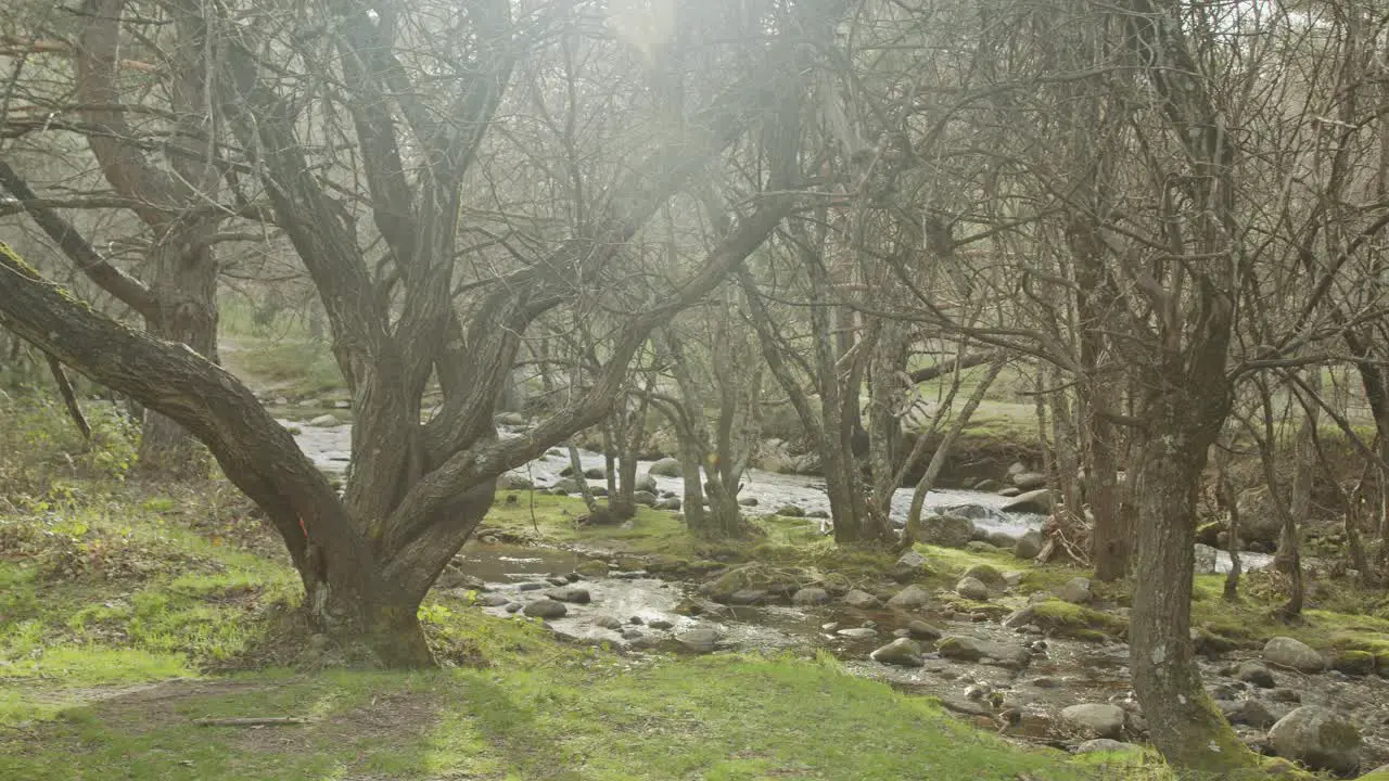 soft pan in the forest with a river and trees