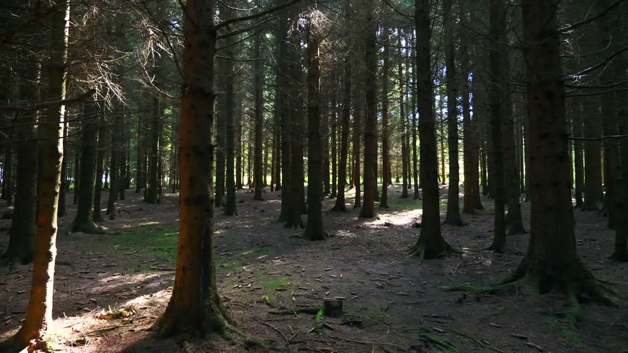 Austrian forest on a nice summer afternoon