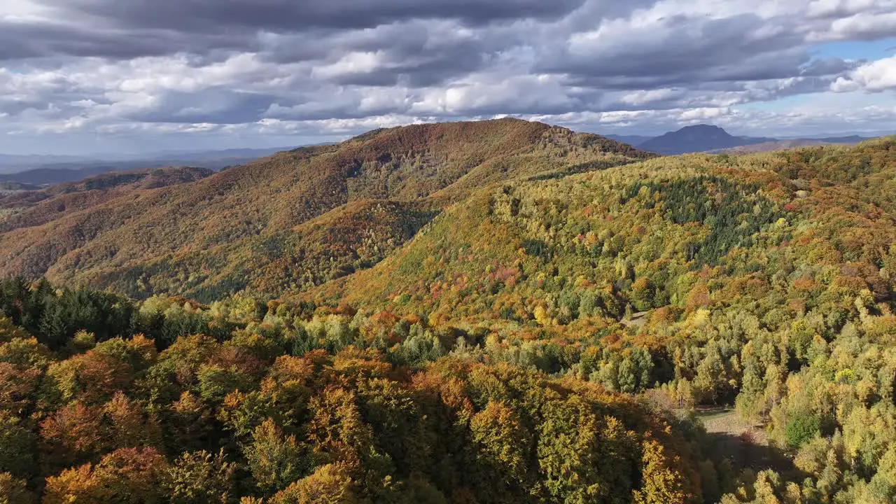 Beautiful colours of the forest during autumn season