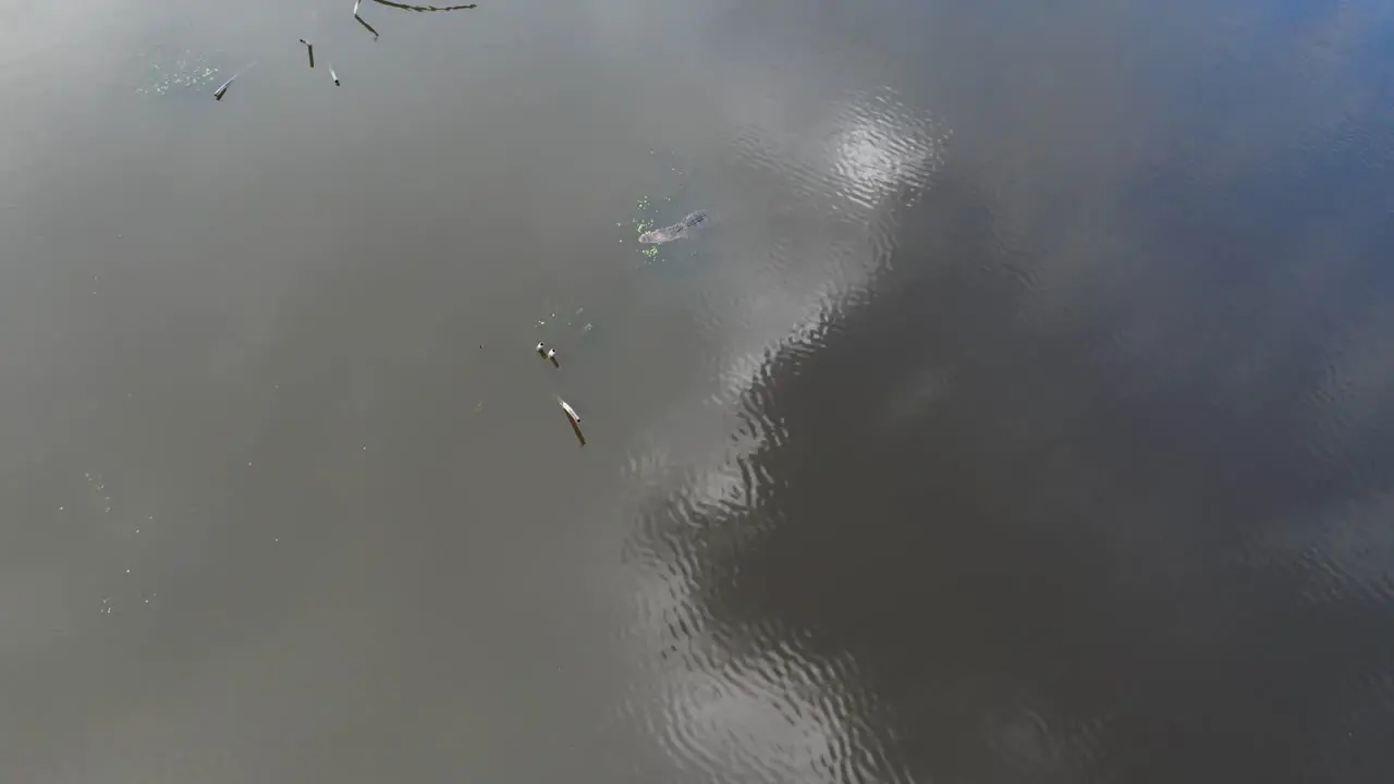 Aerial footage flying over a small alligator near Marconi fishing pier in City Park New Orleans Louisiana