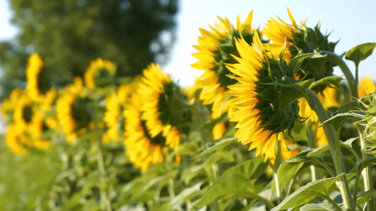 Beautiful sunflowers in the field turn towards the sun