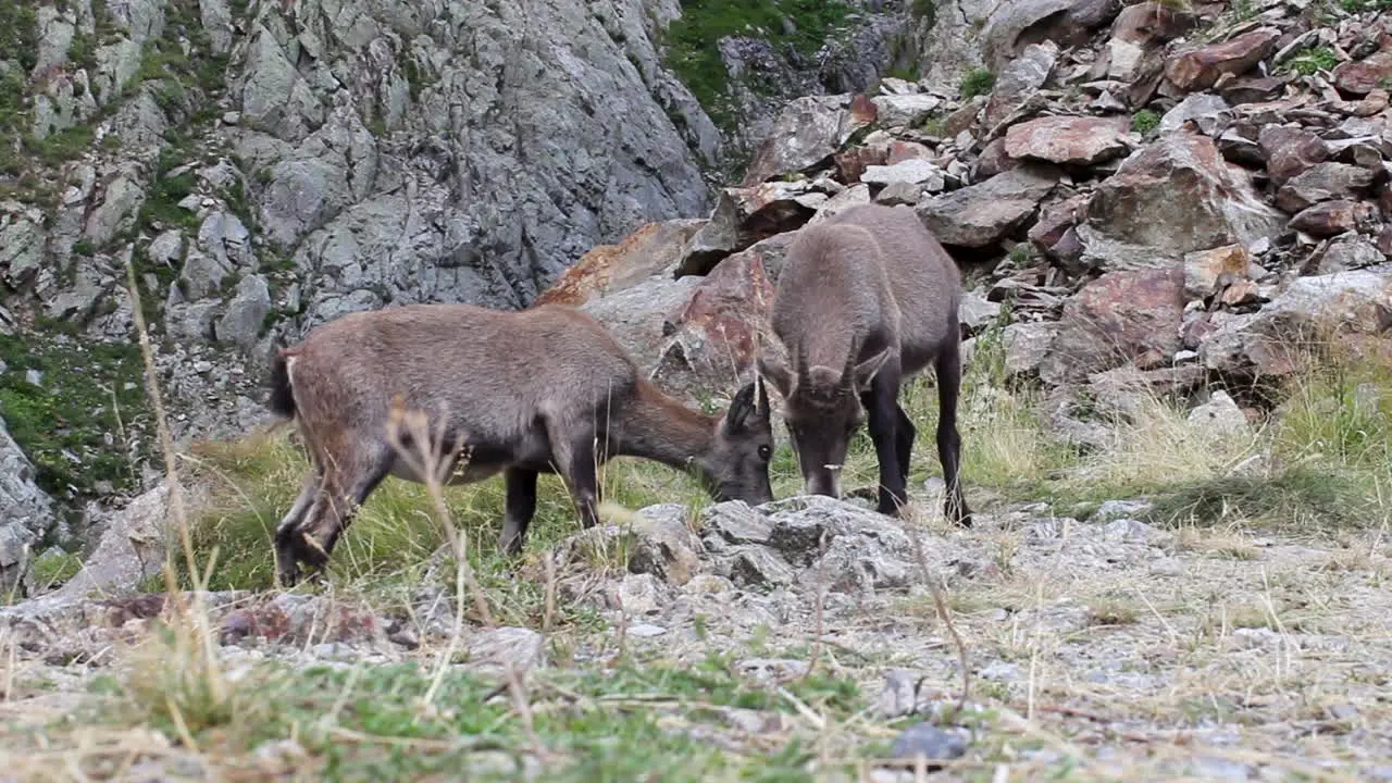 Alpine Ibex or Steinbock or rock goat standingare eating grass and salt