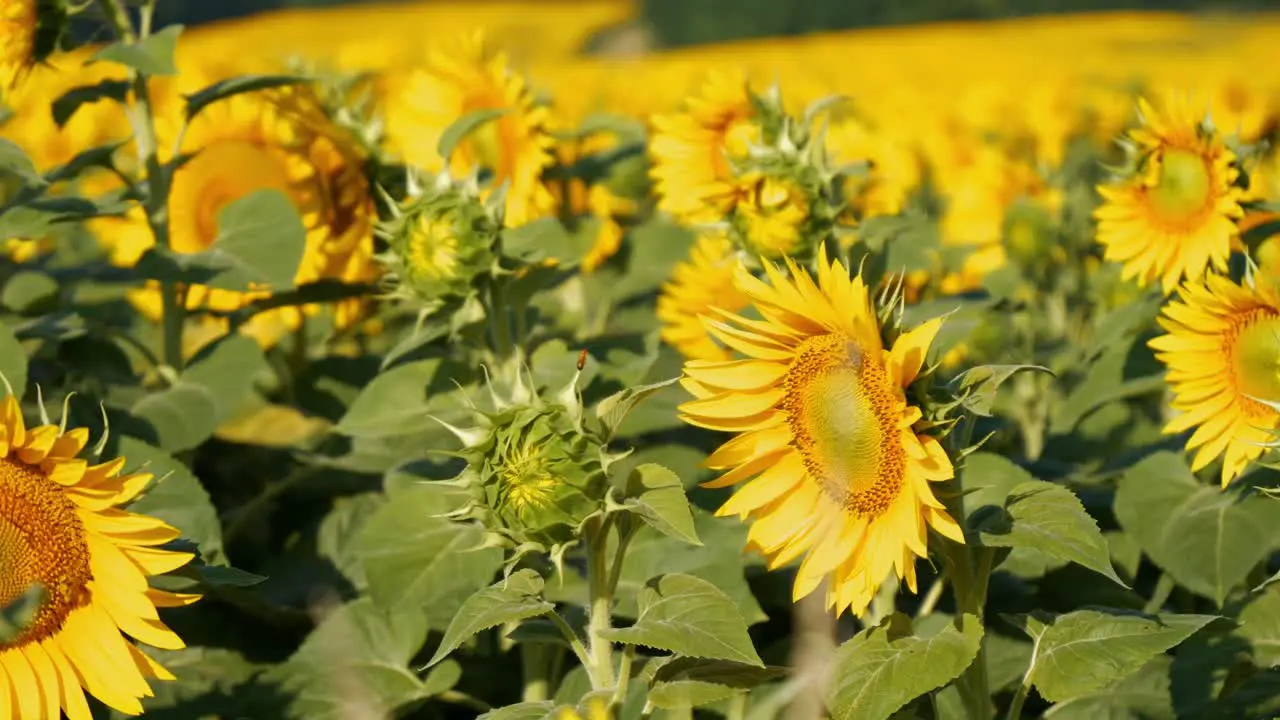 A field of sunflowers on a sunny morning