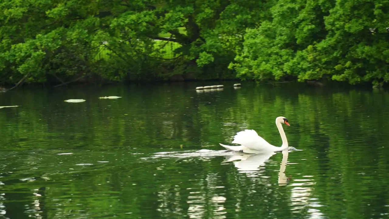 Majestic white swan with stretched in half wings cruising across a pond river in forrest park with ducks staying at one spot beautiful reflection of water and waves in magnificent greenery environment