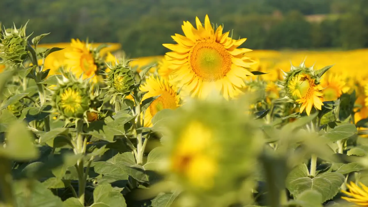 Beautiful large sunflower in the field facing towards the sun