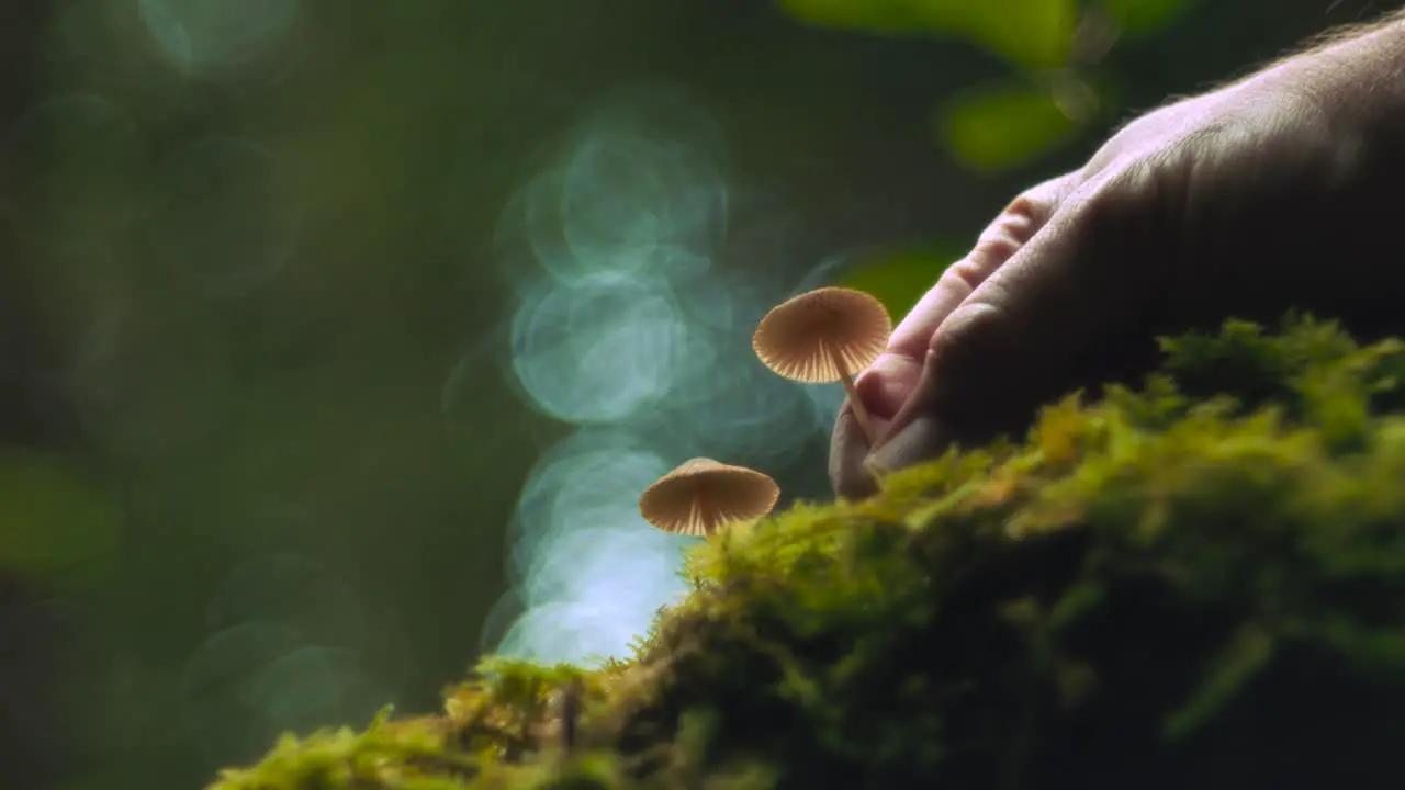 Picking up an little edible mushroom from the moss in a green lush autumn forest among trees with a hand in slow motion