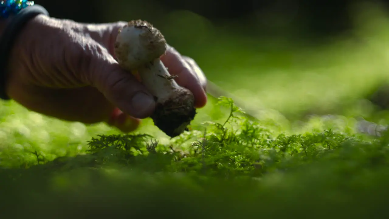 Picking up an edible pearl mushroom from the moss in a green lush autumn forest among trees with a hand in slow motion