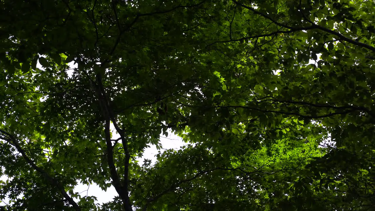 Frame filling green leaves of Maple Tree against bright sky in Summer