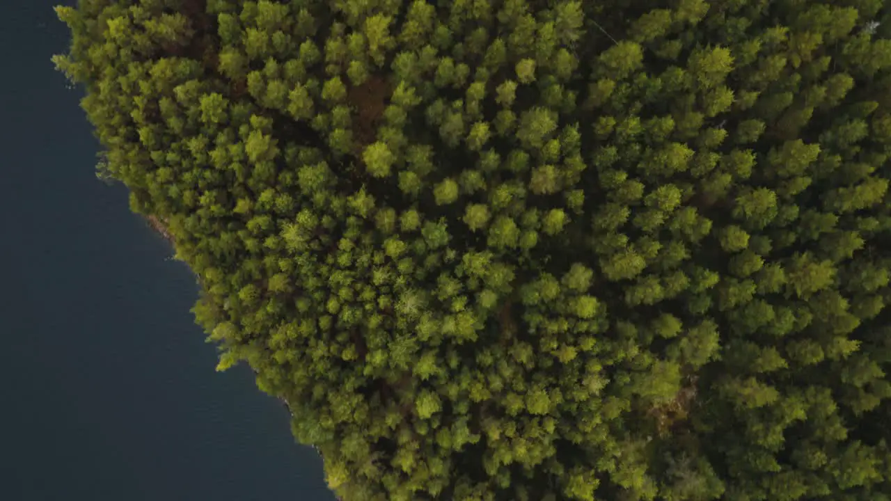 Drone Bird's eye view of Finland Forest 4K