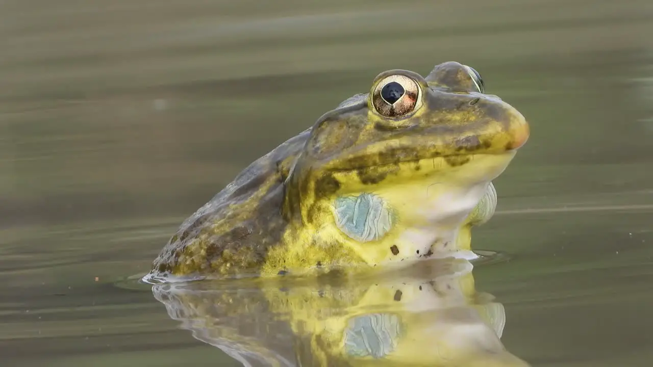 Frog in water eyes yellow gold 