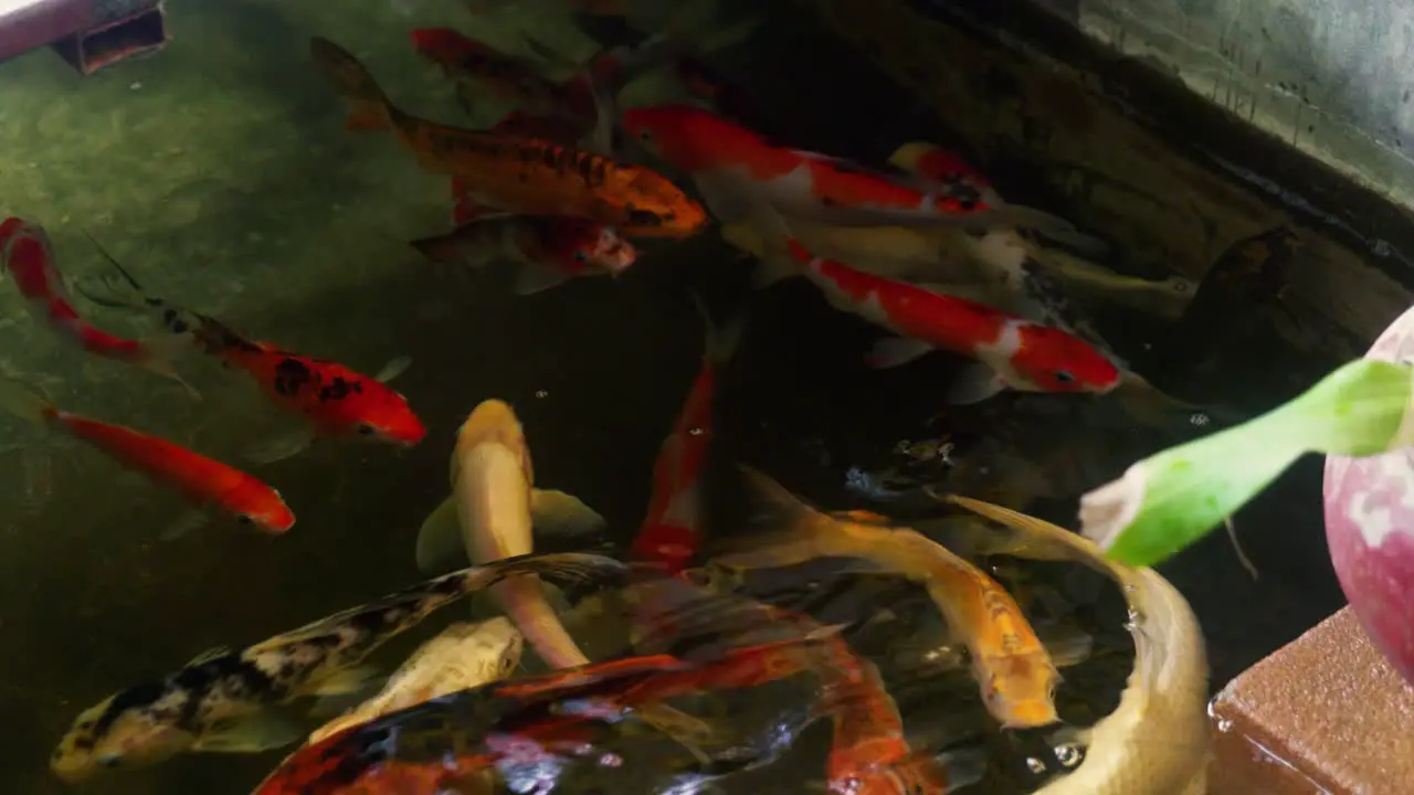 4K Cinematic wildlife footage of colorful Koi fish swimming in a pond in Thailand