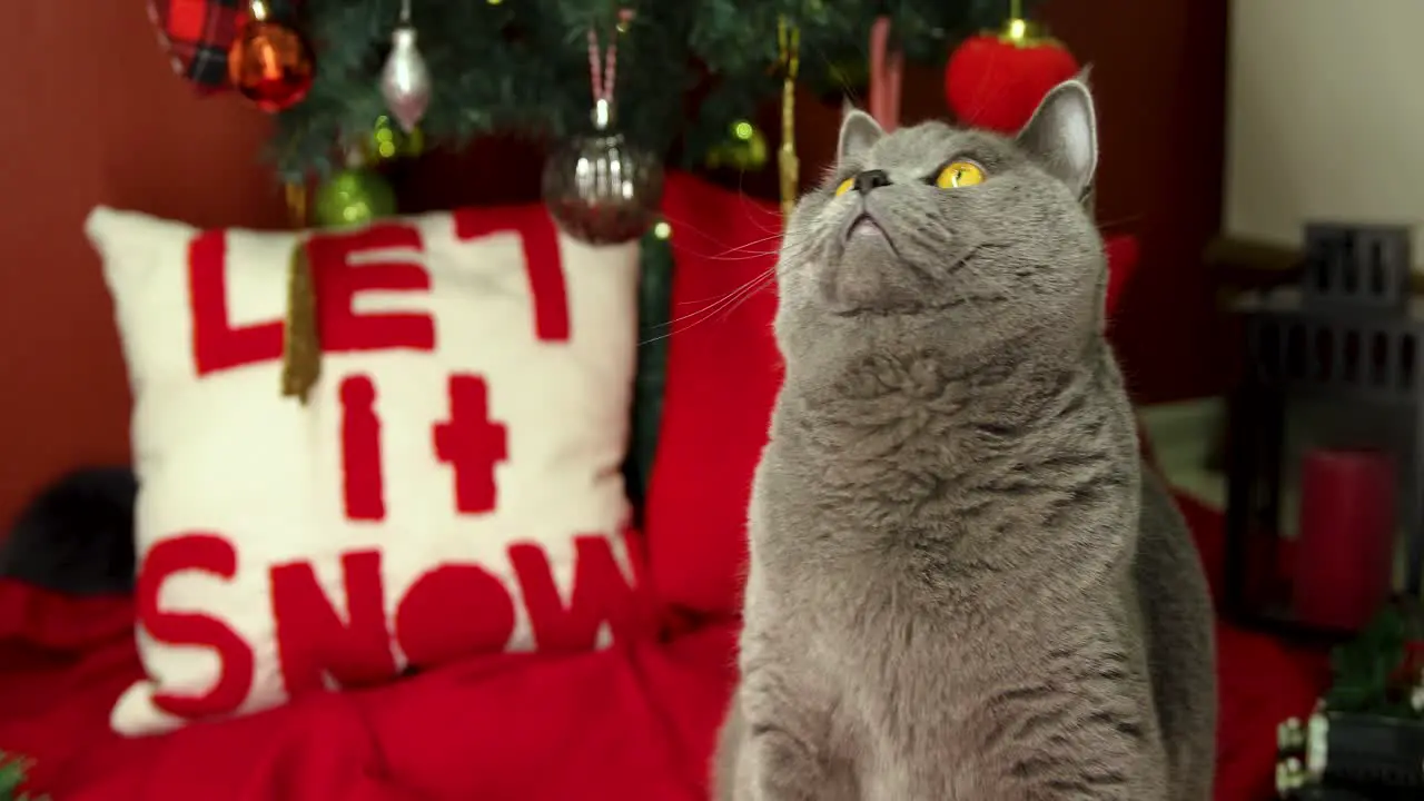 The British Shorthair cat looks around in front of the Christmas tree and stands up