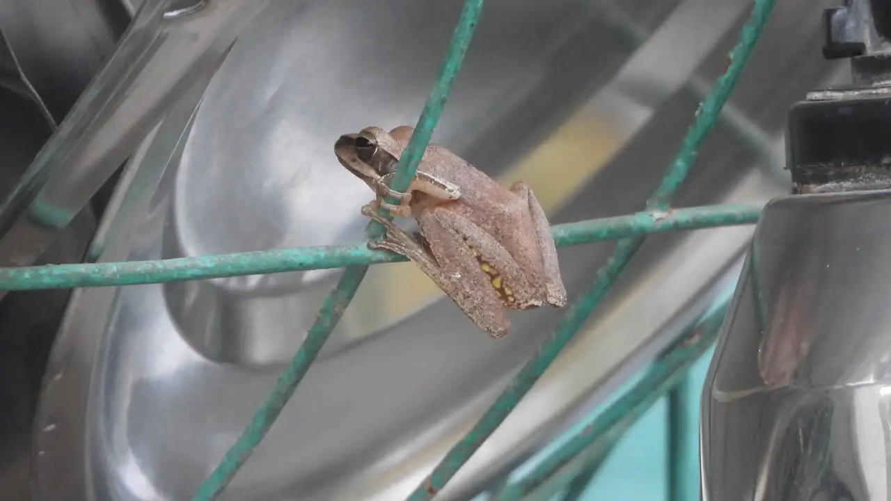 Jumping frog waiting for food 