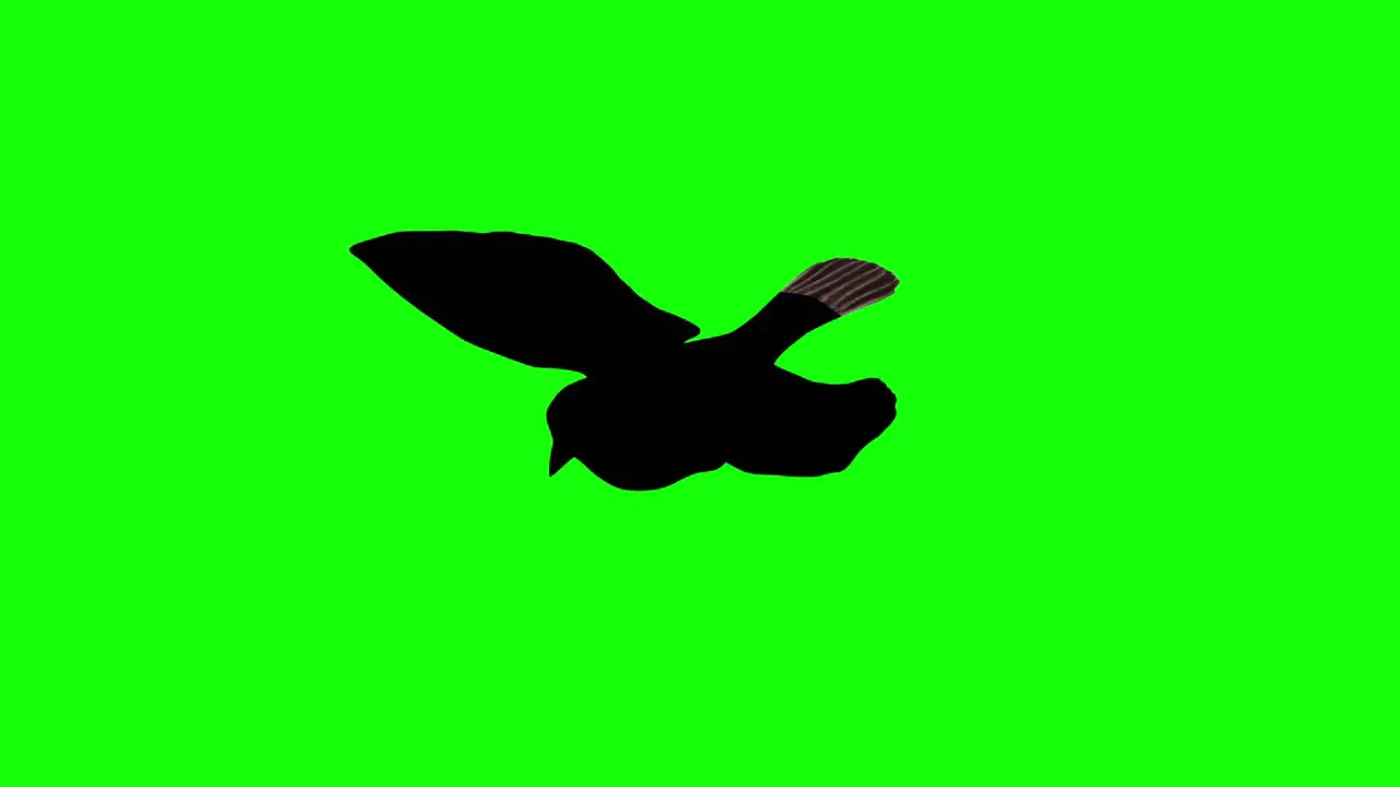 Silhouette of a sparrow flying on green screen perspective view