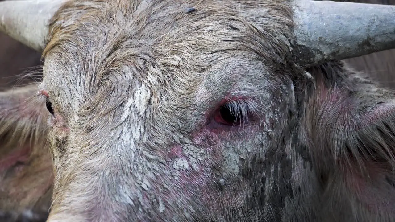 Close up the eye of buffalo