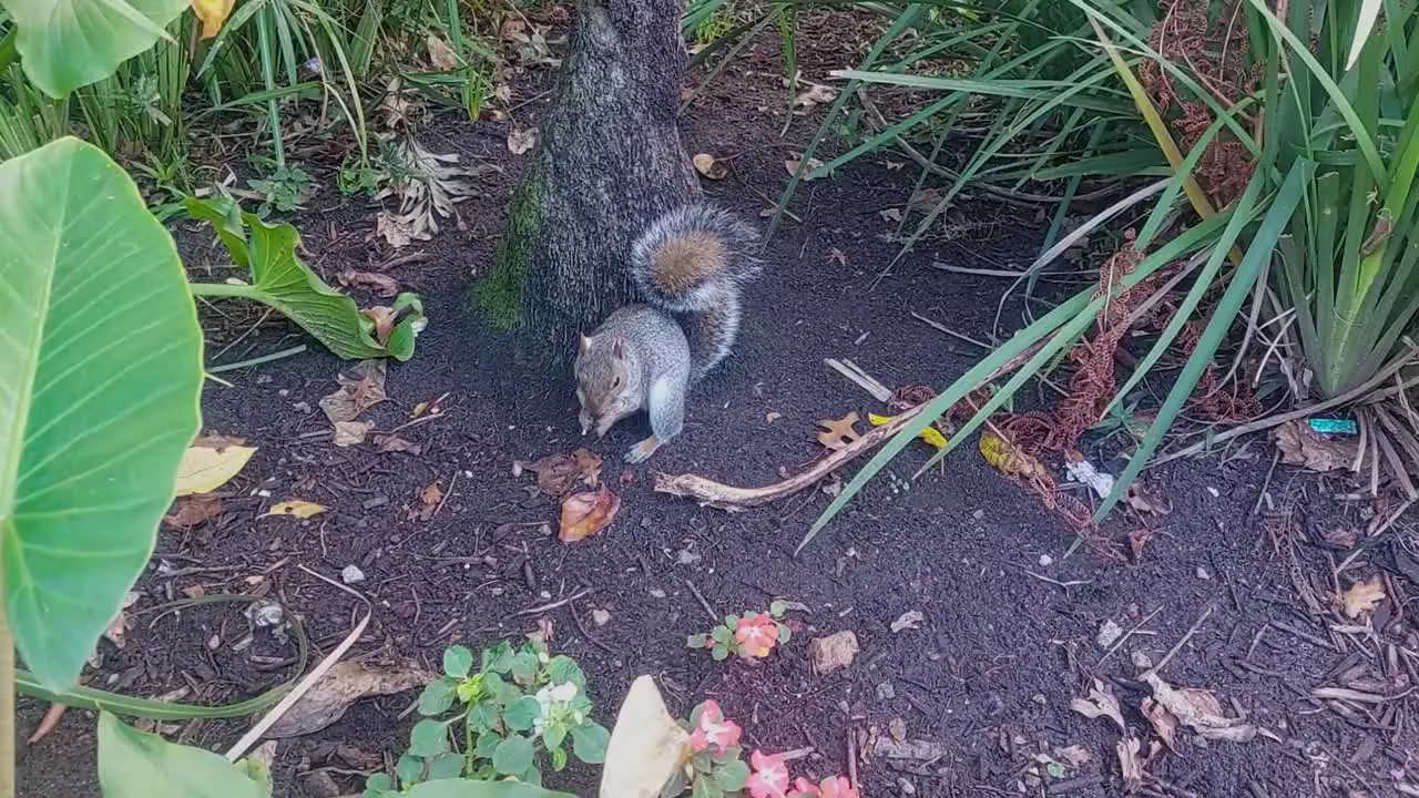 A squirrel at the bottom of a tree eating a nut