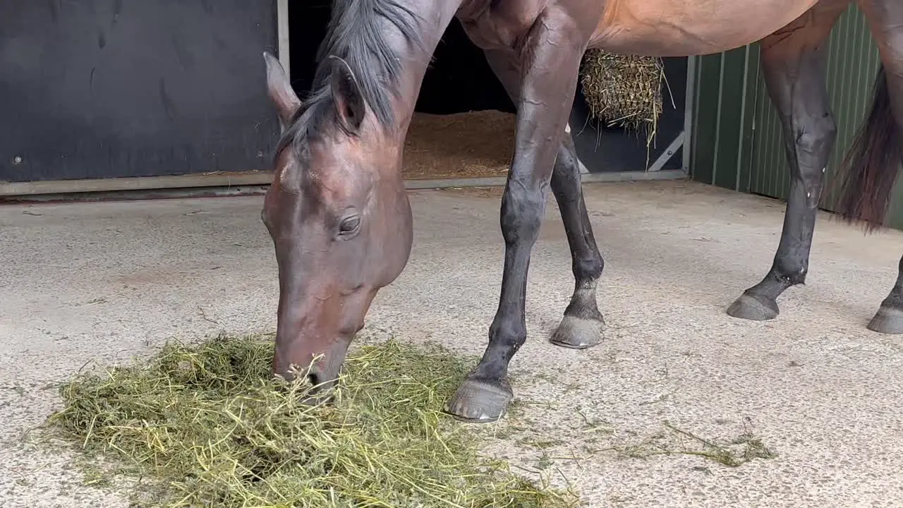 Low down close-up of brown horse eating hay in Queensland Australia