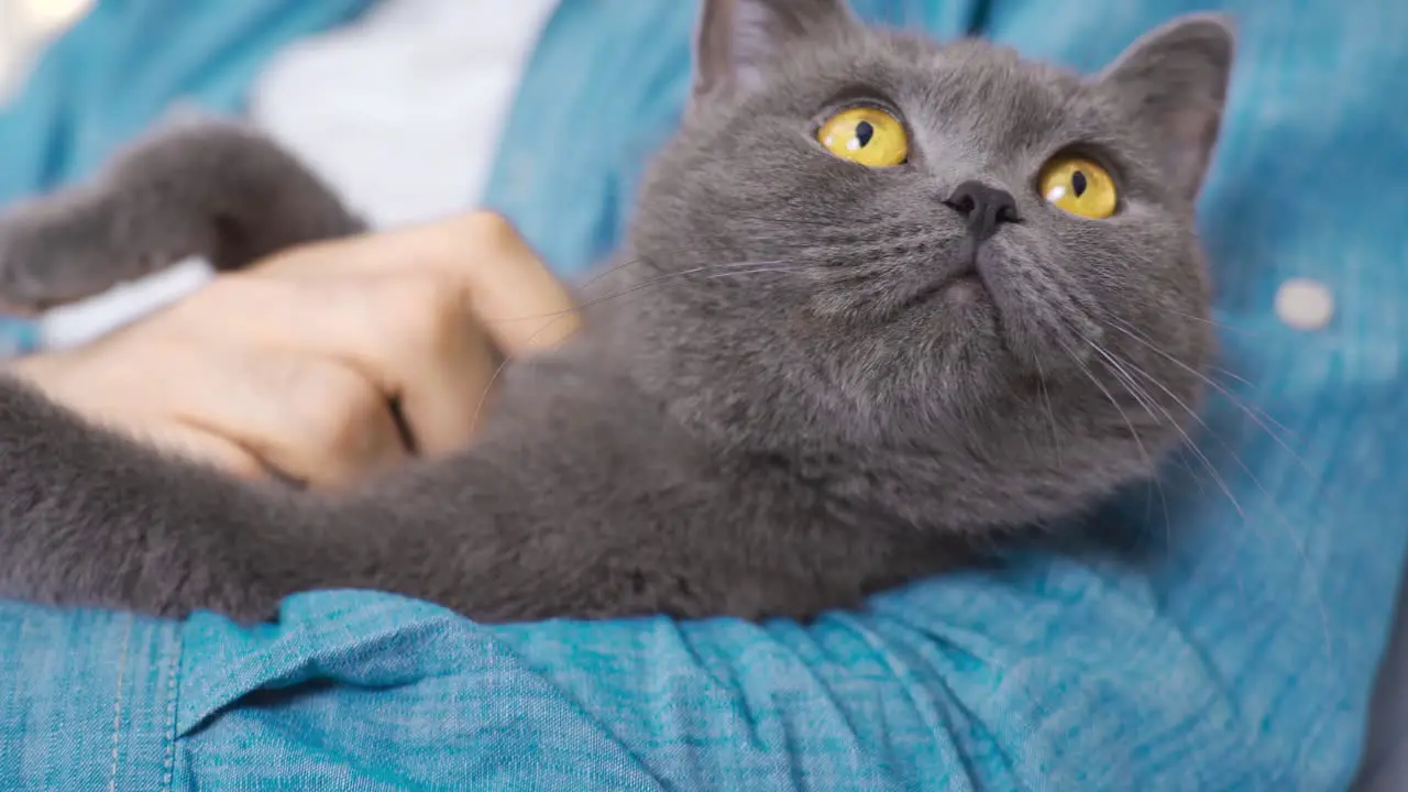 Cute cat Scottish Fold cat