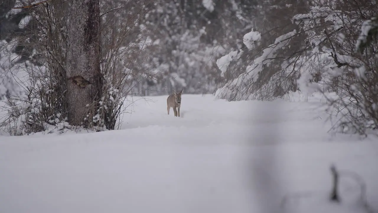 WIld deer walking in nature captured in a snow biome in slow motion