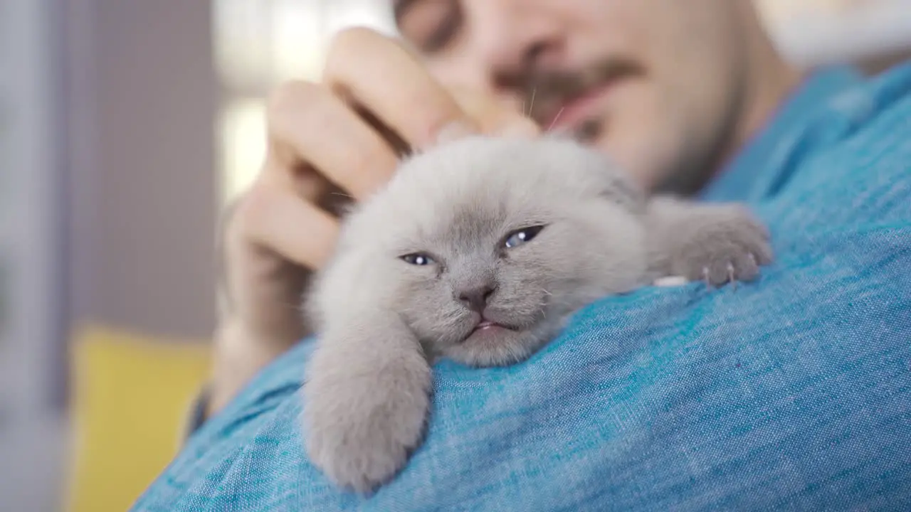 Cute kitten Kitten Scottish Fold cat