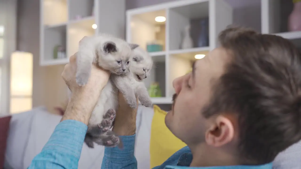 Cute domestic kittens and man