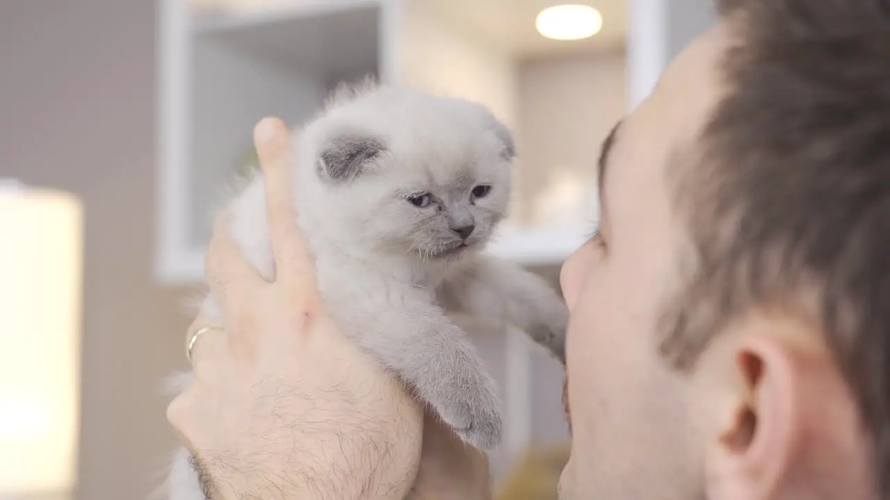 Cute kitten meows Kitten Scottish Fold cat