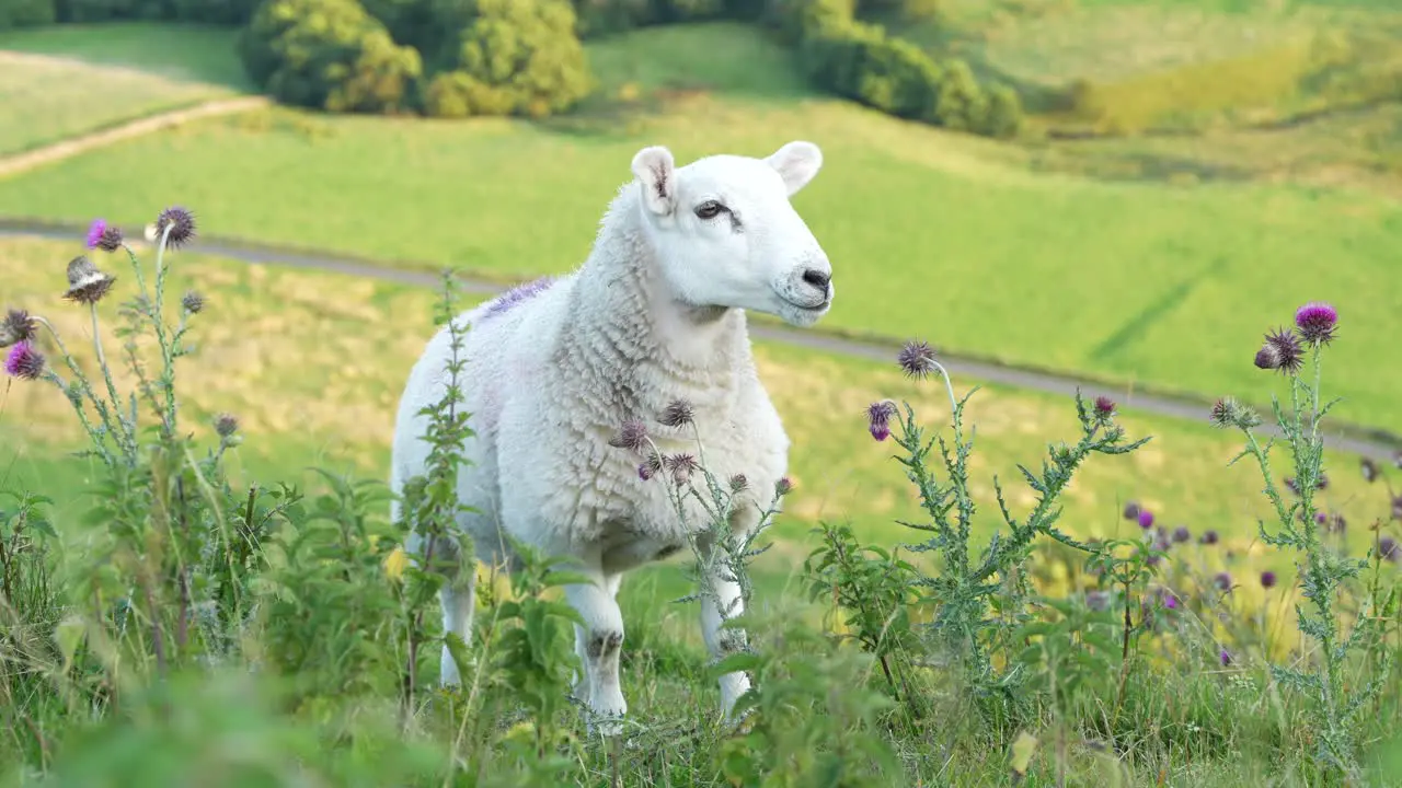 Close-up of sheep grazing in the English countryside Peak District