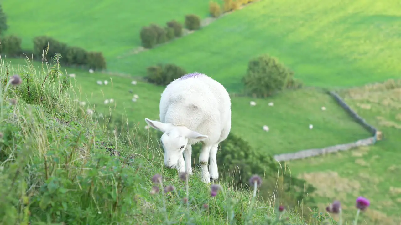 Close up of sheep on a steep grassy hill in the Peak District England