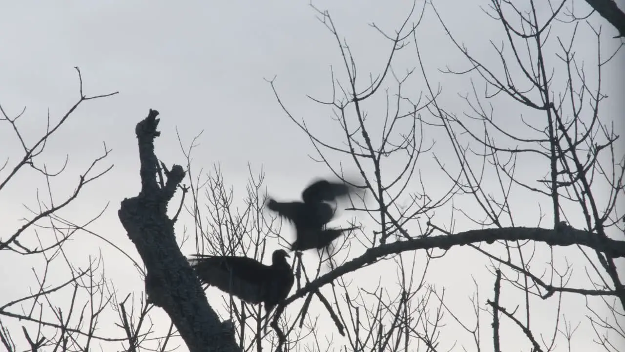 Two vultures perched on a dying tree branch