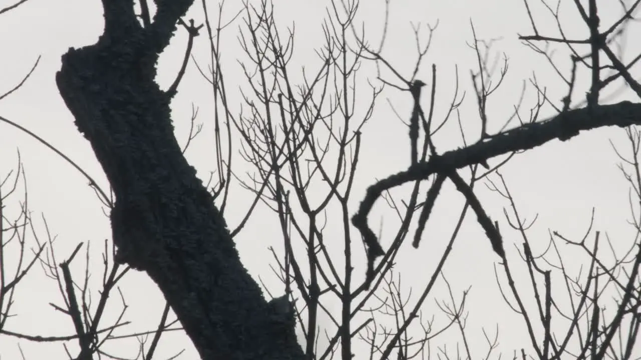 A large vulture takes off from a dead tree branch