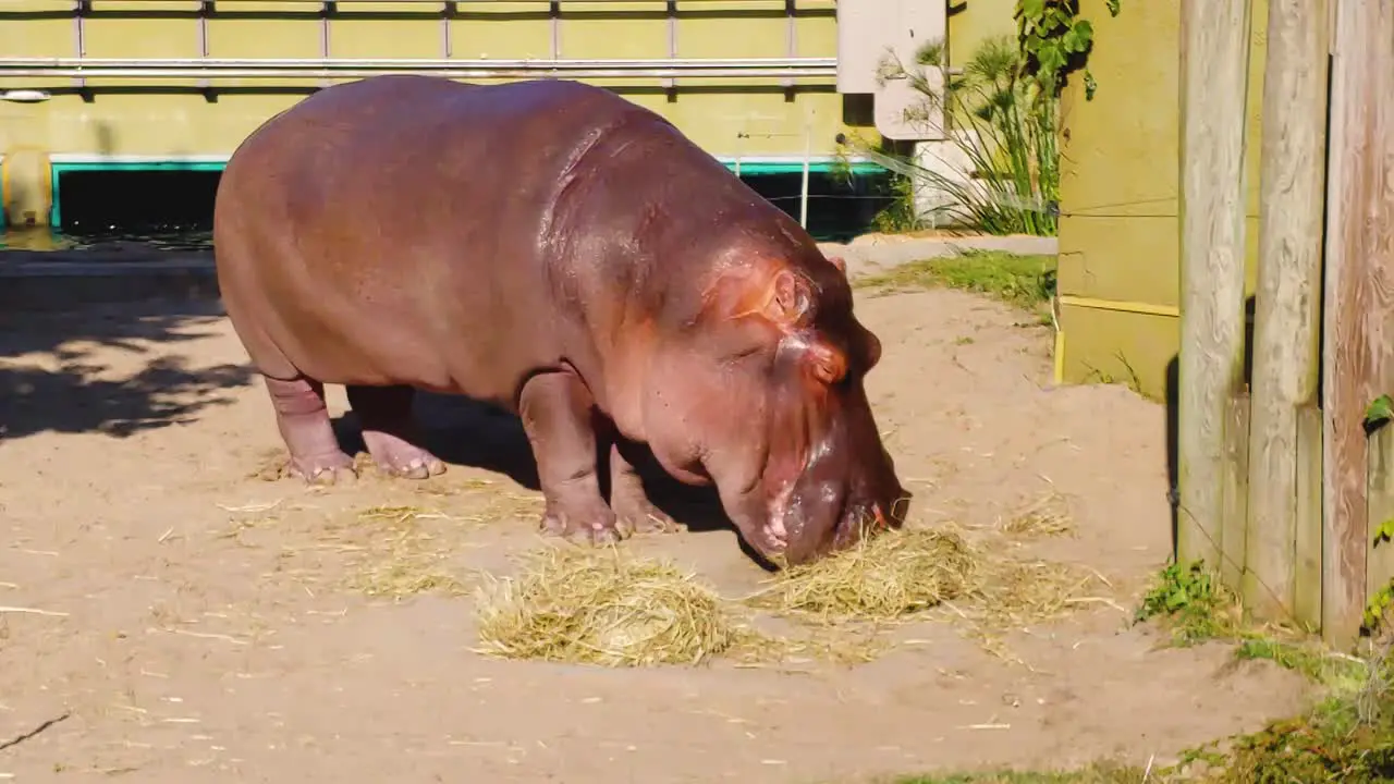 Hippopotamus eating hay in a zoo