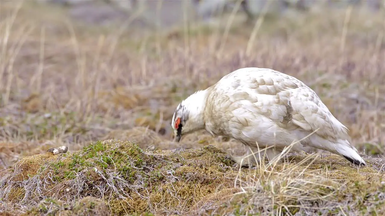 Male Svalbard ptarmigan in Longyearbyen on Spitzbergen in Svalbard Norway