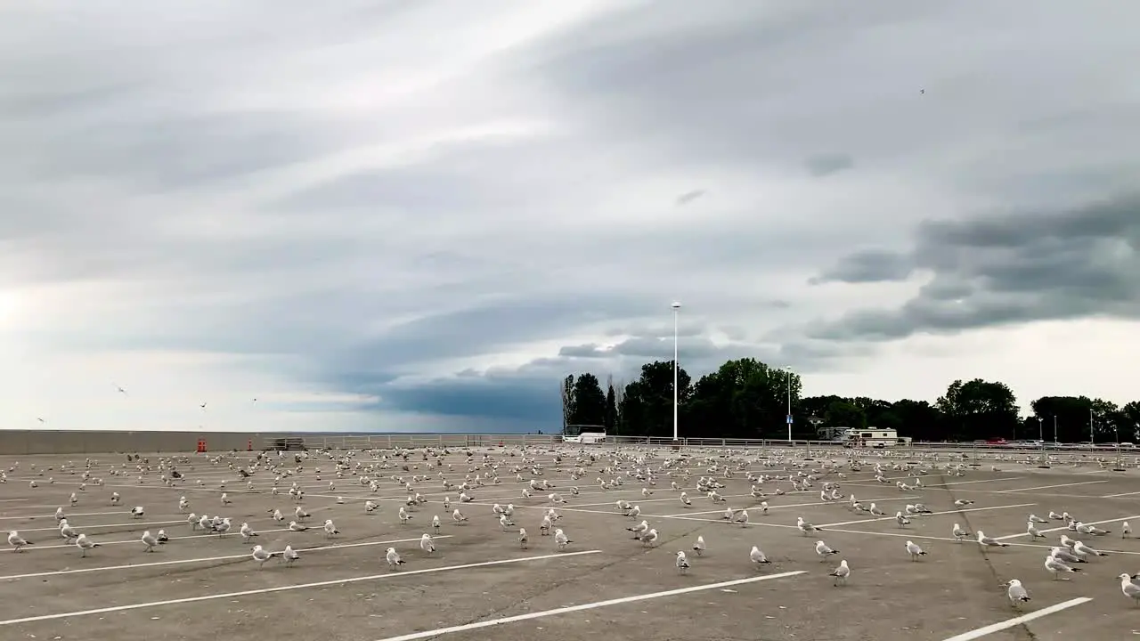 Over one hundred Sea Gull birds in huge number-crowd or group together by the beach resting on a big ground-parking lot near cedar point beach in Ohio USA