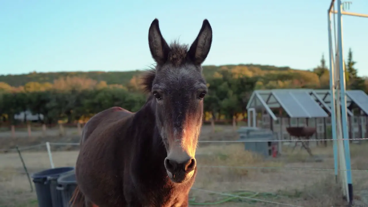 A mule farm animal on a sustainable eco farm