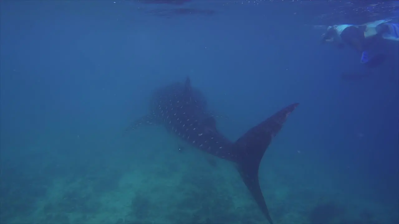 A large Whale Shark swimming through the Indian Ocean in the Maldives