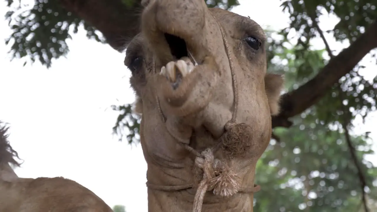 Close up shot of a camels head while it chews