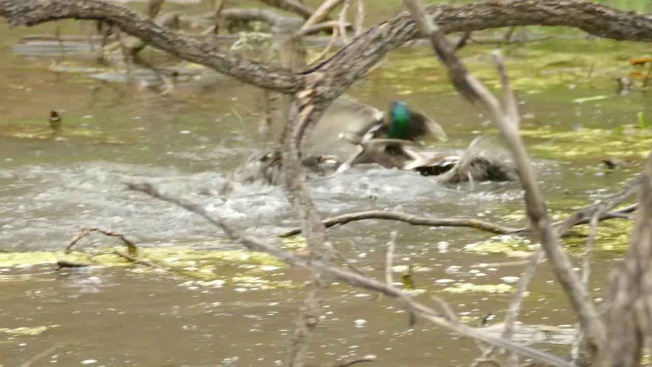 A fight between two male ducks on a pond behind the bushes