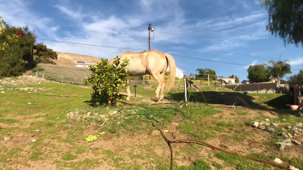 Horse eating an orange tree that he shouldn't be doing