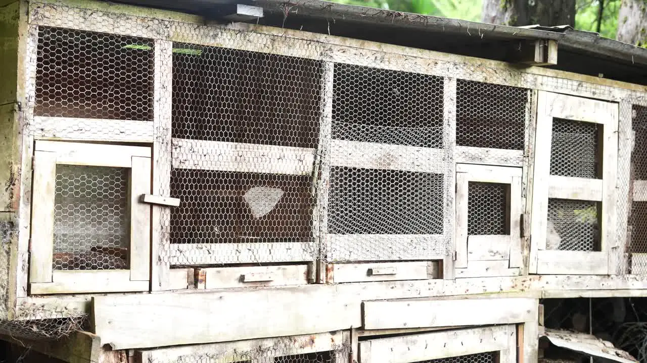 wooden cage for rabbits and chickens