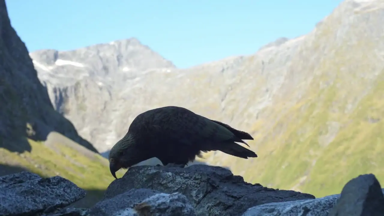 Kea New Zealand mountain parrot staying on rocks searching curiously for food