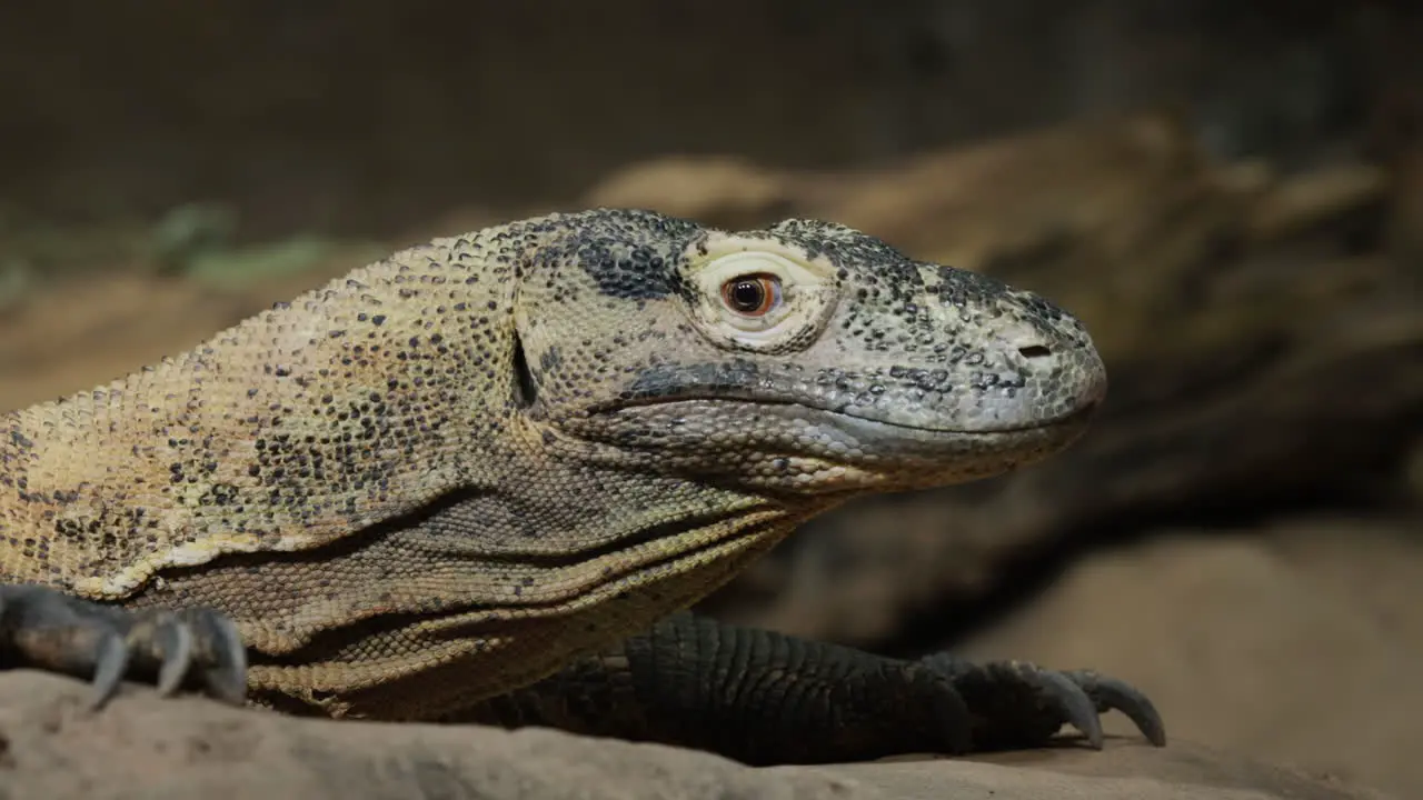 Amazing Komodo Dragon close-up of the head