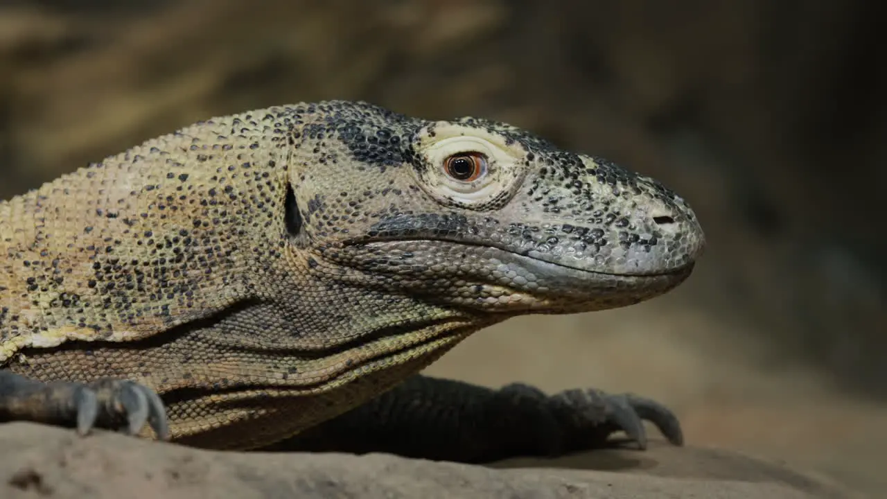 Komodo dragon sits motionless on the ground side view