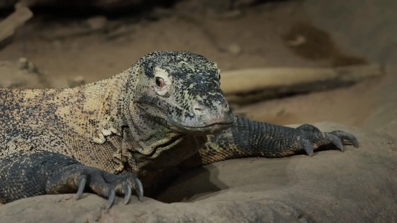 Komodo dragon on rocky ground Rare species of animals