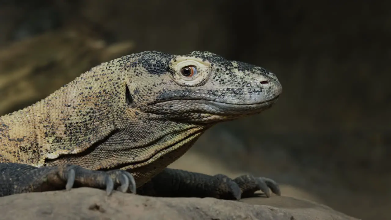 Portrait of the formidable Komodo dragon a rare species of animals